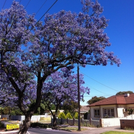 ジャカランダ