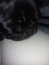 すもも　 22Nov14