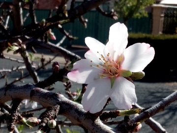 almond blossom 18July15