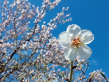 almond blossom 18July15