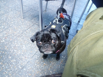 Campos coffee　すもも